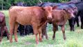 Heifer-Parah Adumah