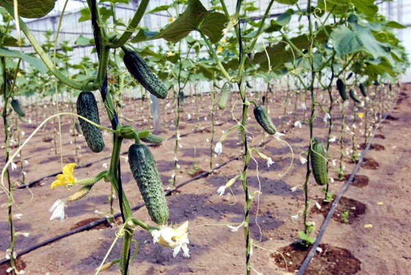 Cucumbers grown with the help of drip irrigation, an Israeli innovation.