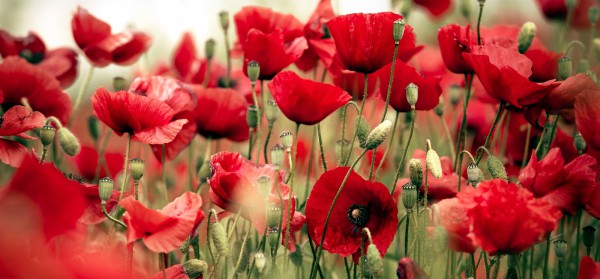 poppies In Flander Field-Veterans Day-Remembrance Day