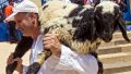 Pesach-Sheep-Samaritan